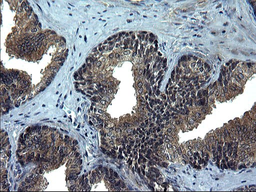 CEP68 Antibody (clone OTI5D8)