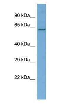 REL / C-Rel Antibody (C-Terminus)