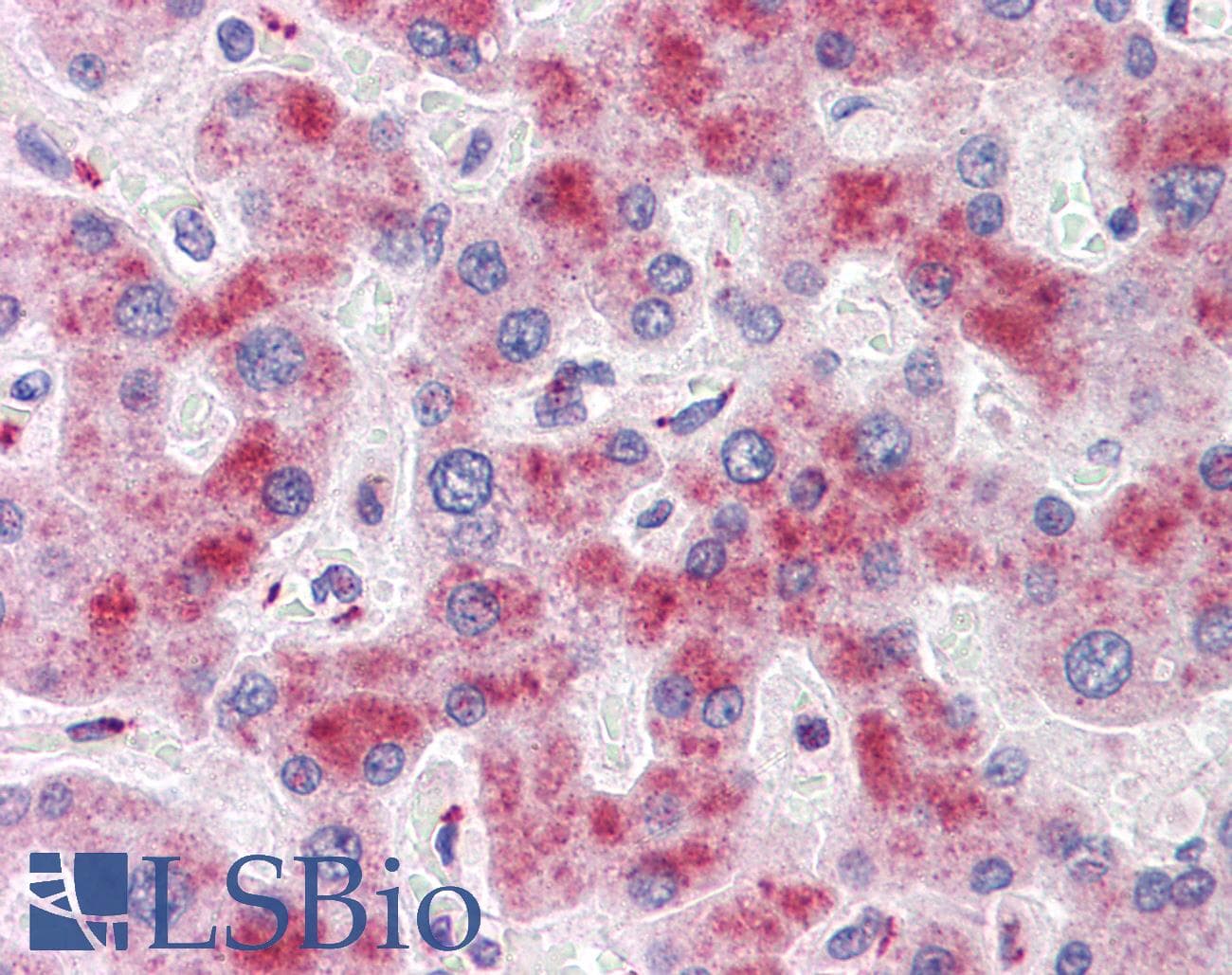 ATG16L1 / ATG16L Antibody (aa38-87)
