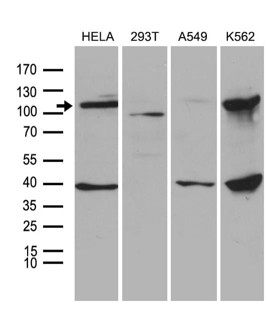L3MBTL3 Antibody (aa98-319, clone OTI1H2)