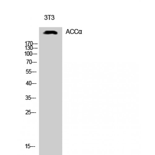 Polyclonal Rabbit anti-Human Acetyl-CoA Carboxylase / ACC Antibody (20-100 aa, IHC, WB)
