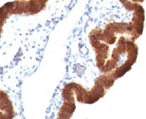 KRT19 / CK19 / Cytokeratin 19 Antibody (clone KRT19/799 + KRT19/800, Azide-free, BSA-free)