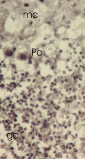 TRP32 / TXNL1 Antibody (aa256-289)