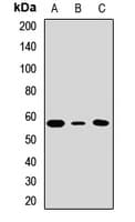 PTBP1 Antibody