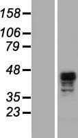 SCRN2 / Ses2 Protein (Over-Expression Lysate Myc-DDK (Flag))