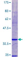 Human NDUFA3 / B9 Protein (Recombinant GST)