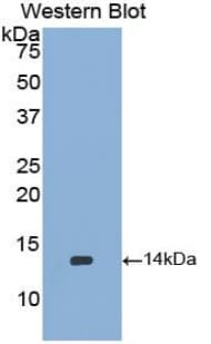 BMP2 Antibody (aa284-388)