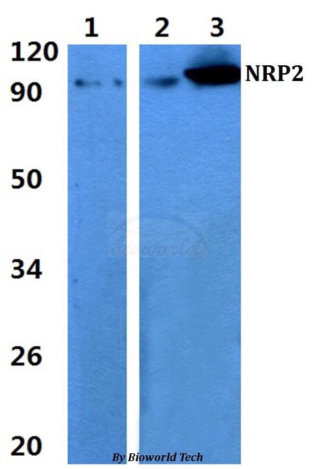 NRP2 / Neuropilin 2 Antibody