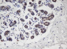 APEX1 / APE1 Antibody (clone OTI1H9)