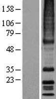 MRGPRX3 / MRGX3 Protein (Over-Expression Lysate Myc-DDK (Flag))