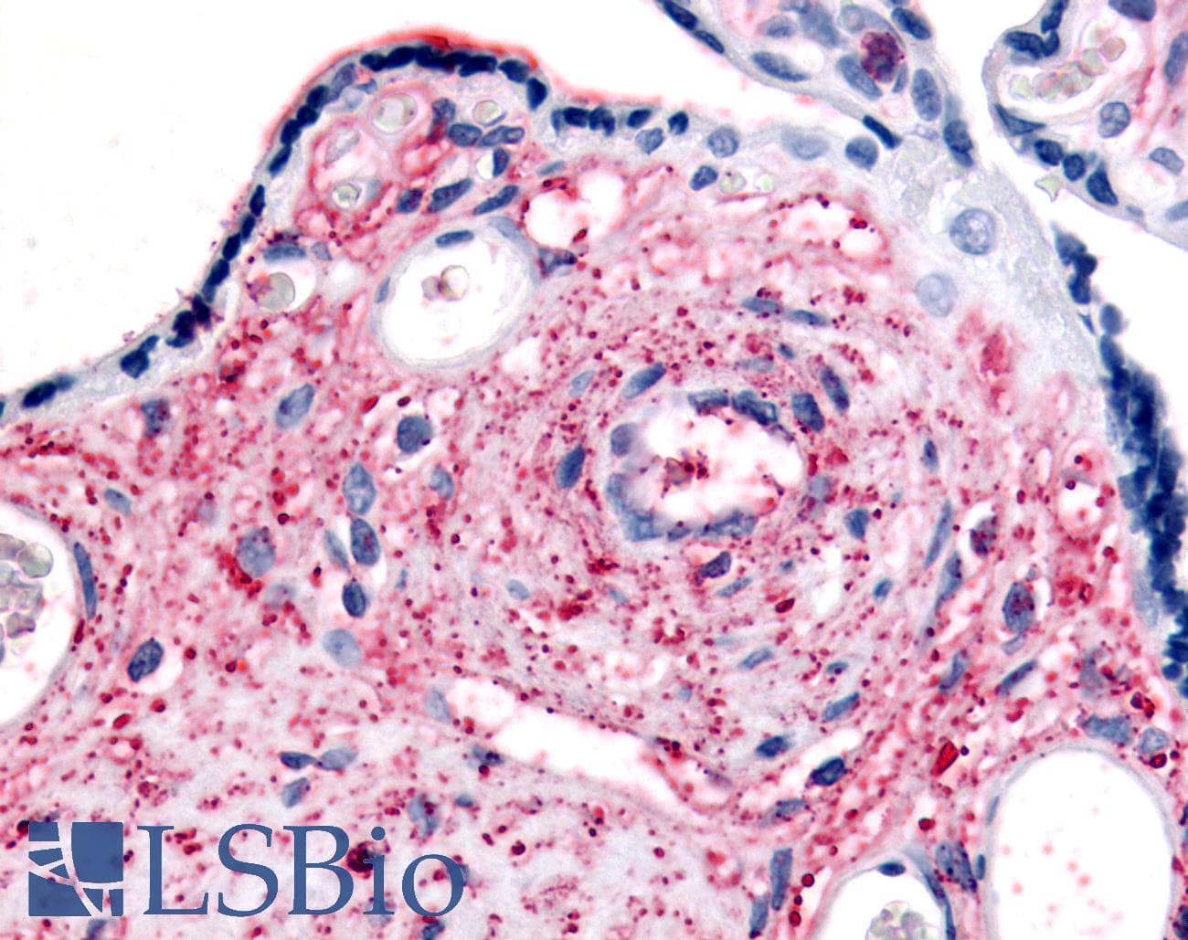 IHC-plus™ KCNMB3 Antibody (C-Terminus)