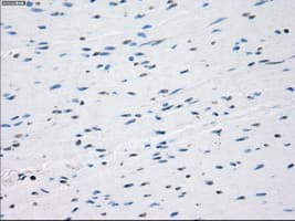 GBP2 Antibody (clone OTI1G1)