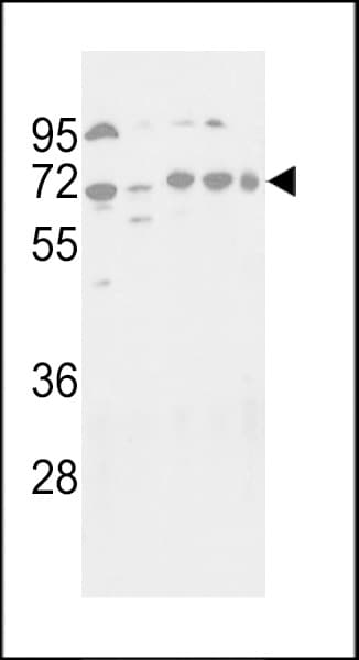 ATG16L1 / ATG16L Antibody (aa454-483)
