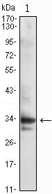 Monoclonal Mouse anti-Human CDK1 / CDC2 Antibody (clone 8C5A7F10, IF, WB)