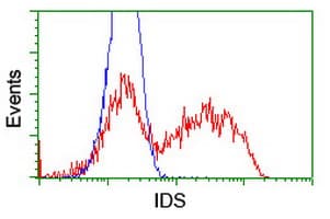 IDS / Iduronate 2 Sulfatase Antibody (clone OTI4G2)