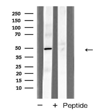 TANK Antibody