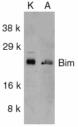 BCL2L11 / BIM Antibody (aa22-40)