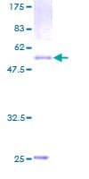 Human LPP3 / PPAP2B Protein (Recombinant GST)