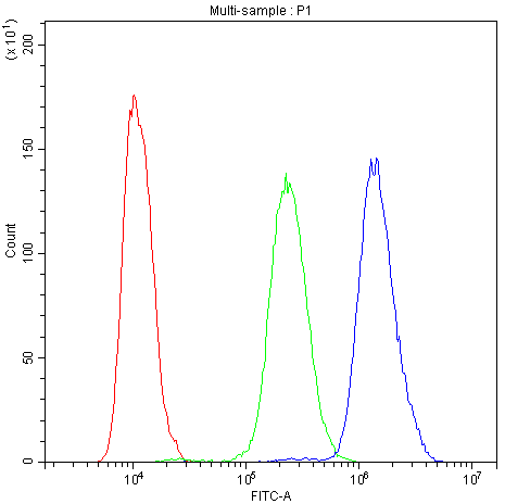 PDE4D Antibody