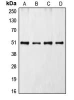 CDC37 Antibody (Internal)