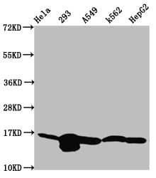 HIST1H3A Antibody