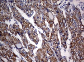 OXSM / KS Antibody (clone OTI1G5)