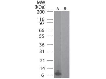 Monoclonal Rat anti-Mouse CCL20 / MIP-3-Alpha Antibody (clone 4N5F7, WB)