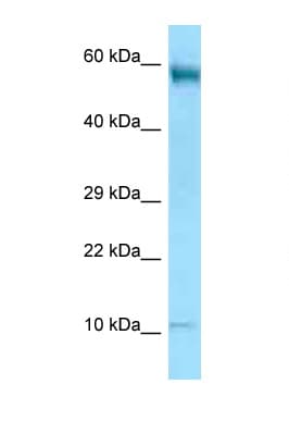 CD24 Antibody (aa13-62, HRP)