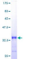 Human REXO2 Protein (Recombinant GST)