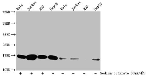 HIST1H3A Antibody