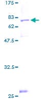 Human MRPS30 Protein (Recombinant GST)