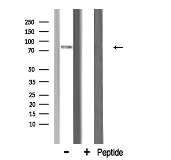 MRE11A / MRE11 Antibody