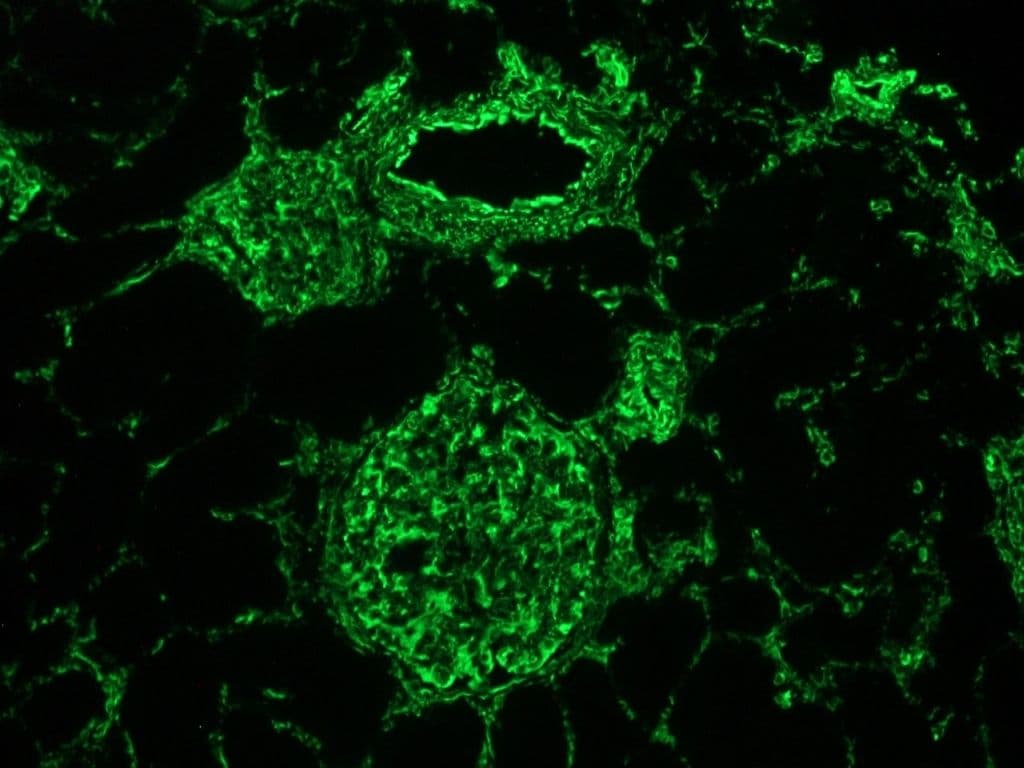 IHC-plus™ Vimentin Antibody (clone V9)