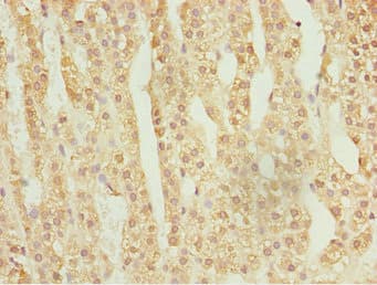 Polyclonal Rabbit anti-Human NFIL3 Antibody (IHC)