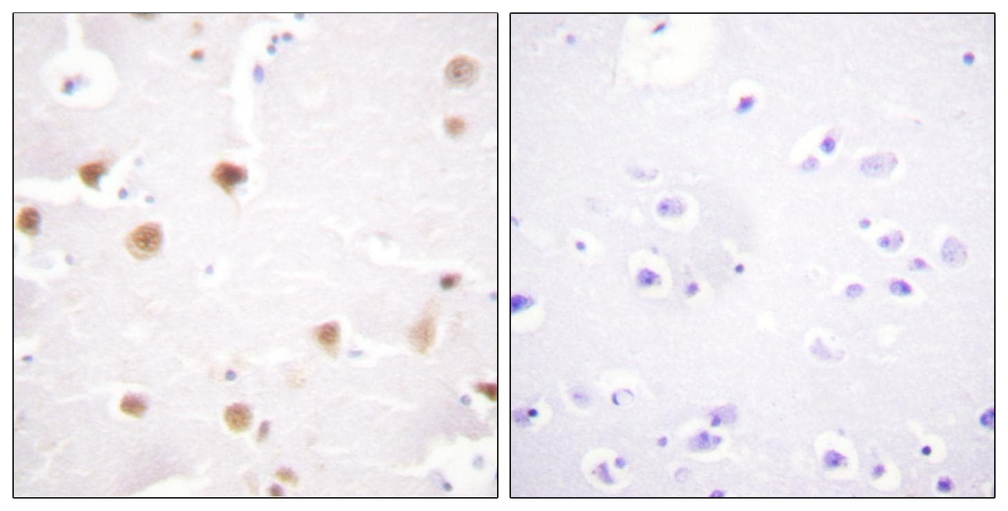 JUN / c-Jun Antibody (p249)