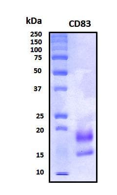 Human CD83 Protein (Recombinant His, N-Terminal)