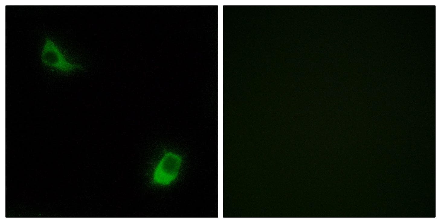 Polyclonal Rabbit anti-Human FPR3 / FPRL2 Antibody (IF)