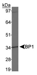 BP1 / DLX4 Antibody (aa1-60, Biotin)