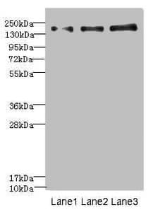 NRXN1 / Neurexin 1 Antibody