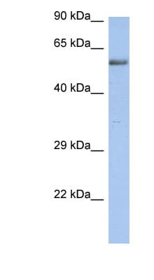 ZNF513 Antibody (aa71-120)