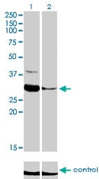 Monoclonal Mouse anti-Human ZNF215 Antibody (clone 2C11, WB)