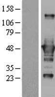 CTBP1 / CTBP Protein (Over-Expression Lysate Myc-DDK (Flag))