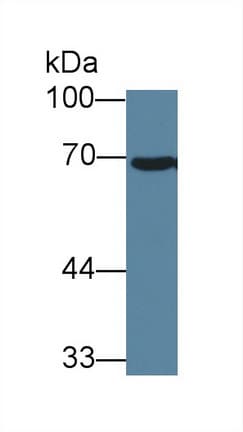 HSPA1A Antibody (aa1-641, Biotin)