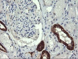 Monoclonal Mouse anti-Human GBAS Antibody (clone 1B8, Carrier-free, IHC, IF, WB)