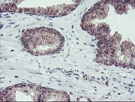 FMR1 / FMRP Antibody (clone OTI2C3)