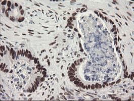 TLE1 / TLE 1 Antibody (aa180-460, clone OTI1H2, Carrier-free)
