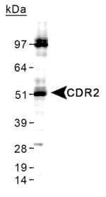 Yo / CDR2 Antibody (C-Terminus, Biotin)
