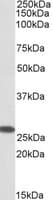 IHC-plus™ CHCHD3 Antibody (aa151-164)