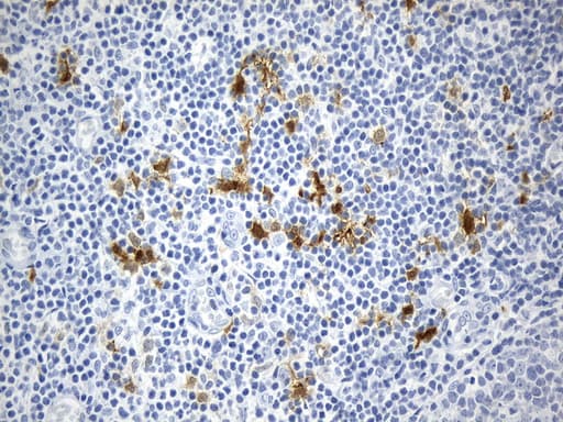 IDO1 / IDO Antibody (clone UMAB252)