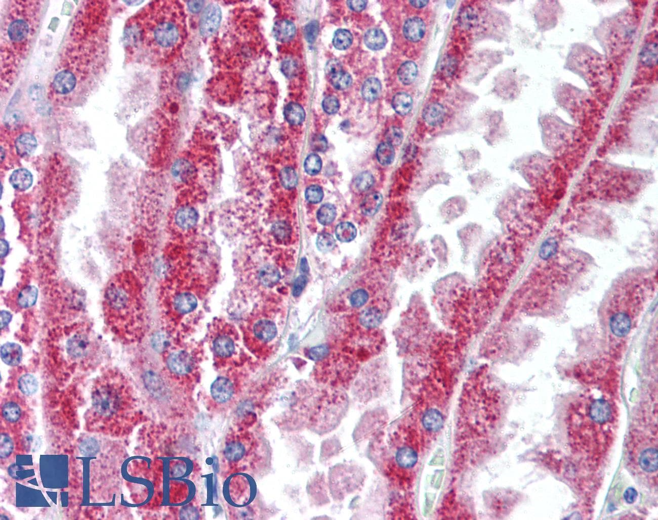 IHC-plus™ WNT16 Antibody (Internal)